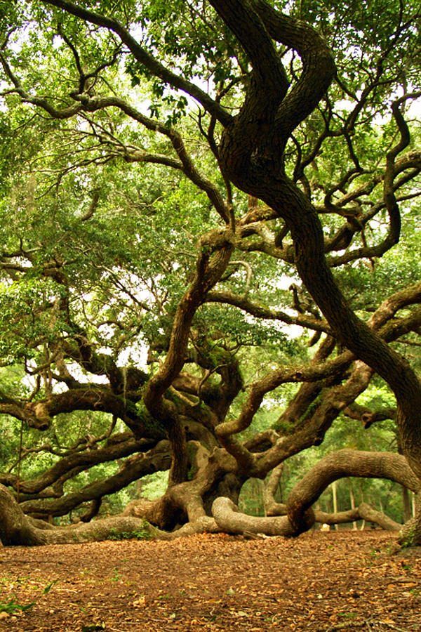 Squiggly Angel Oak Branches by Heidi Berkovitz