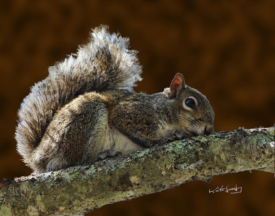Squirrel 1 Photograph by Keith Lovejoy