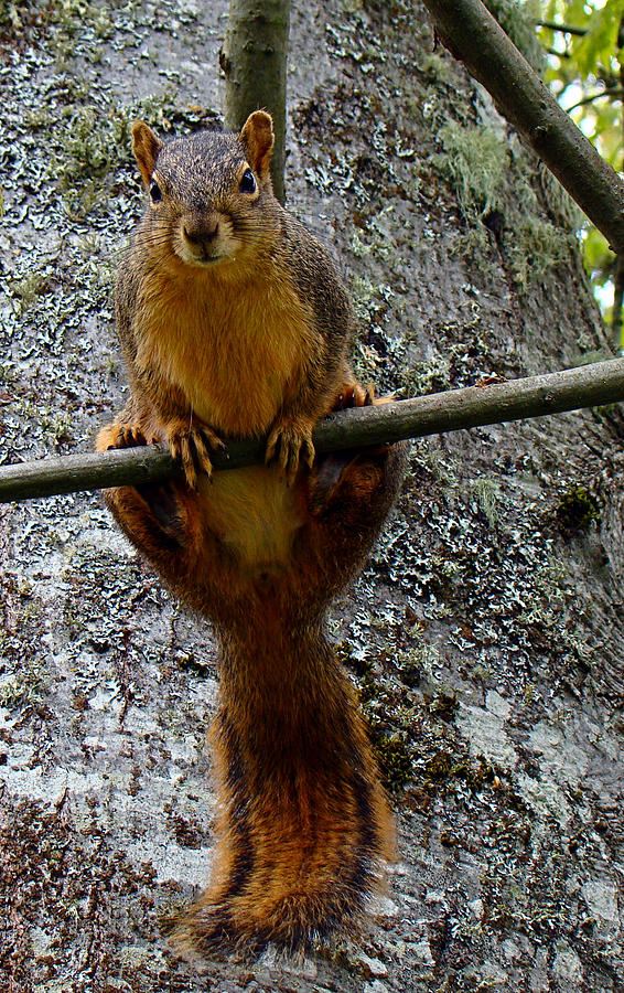 Squirrel 2 Veeery Interesting Photograph by Nick Kloepping