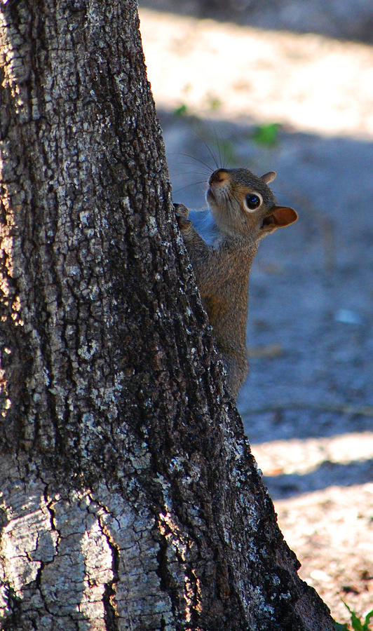 Nature Photograph - Squirrel by Ama Arnesen