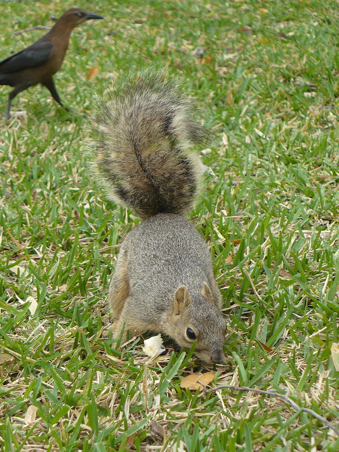 Squirrel and Bird Photograph by Diana Ogaard Fine Art America