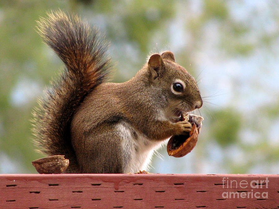 Squirrel and His Walnut Photograph by Leone Lund