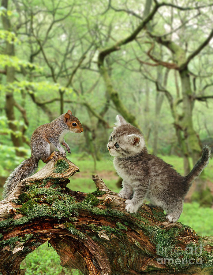 Animal Photograph - Squirrel And Kitten by Jane Burton
