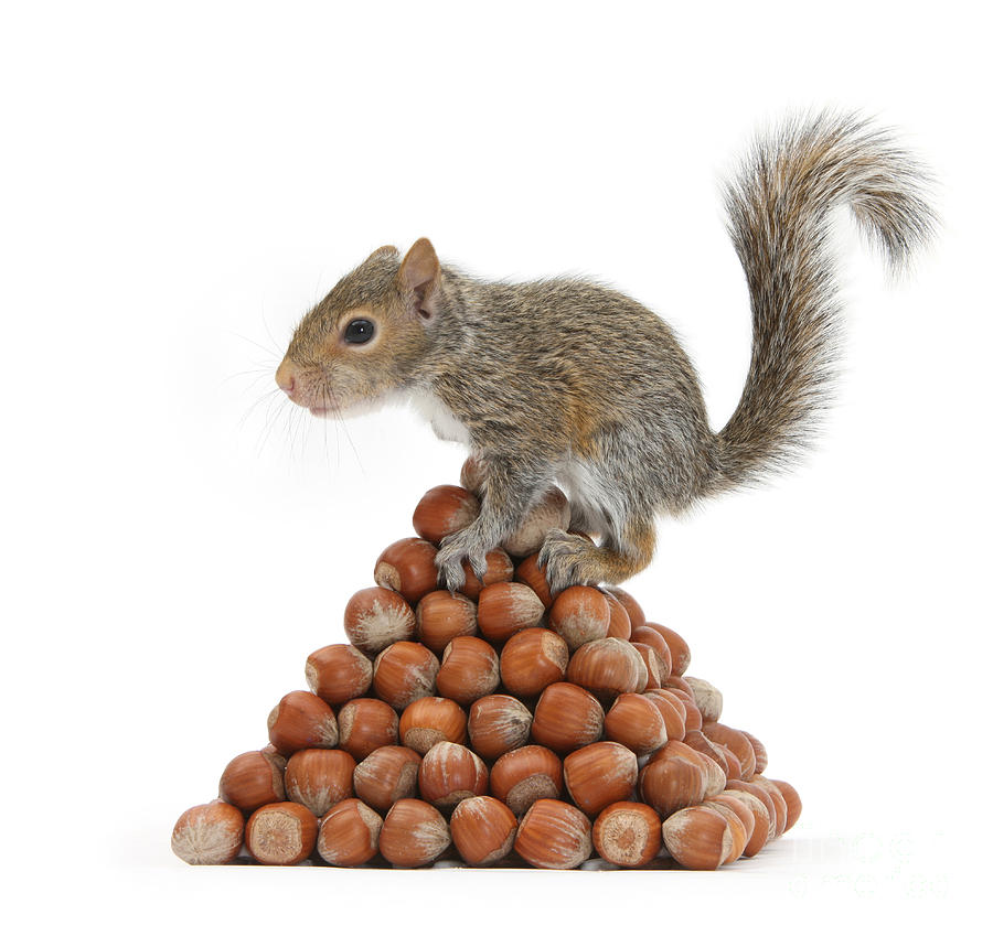 Nature Photograph - Squirrel And Nut Pyramid by Mark Taylor
