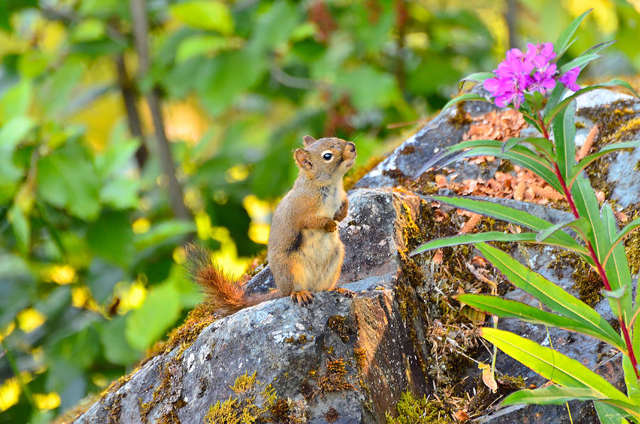 Nature Photograph - Squirrel Appreciation by Light Shaft Images