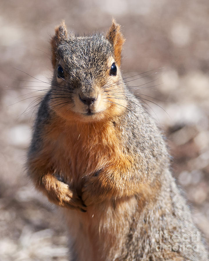 Squirrel Photograph by Art Whitton