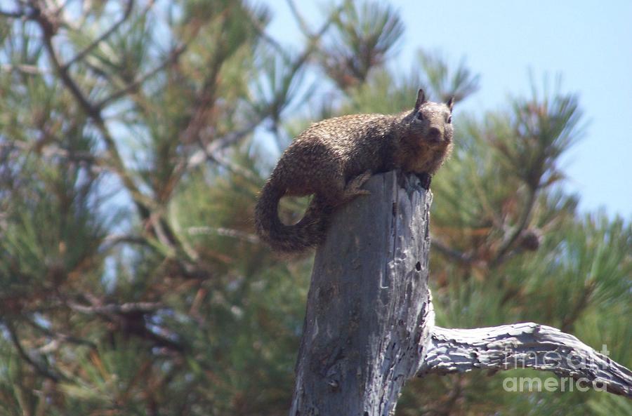 Squirrel at Torrey Pines Photograph by Charles Robinson