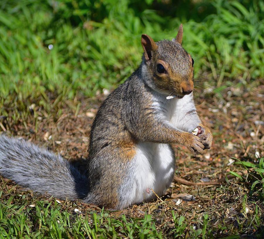 Squirrel Eats Bird