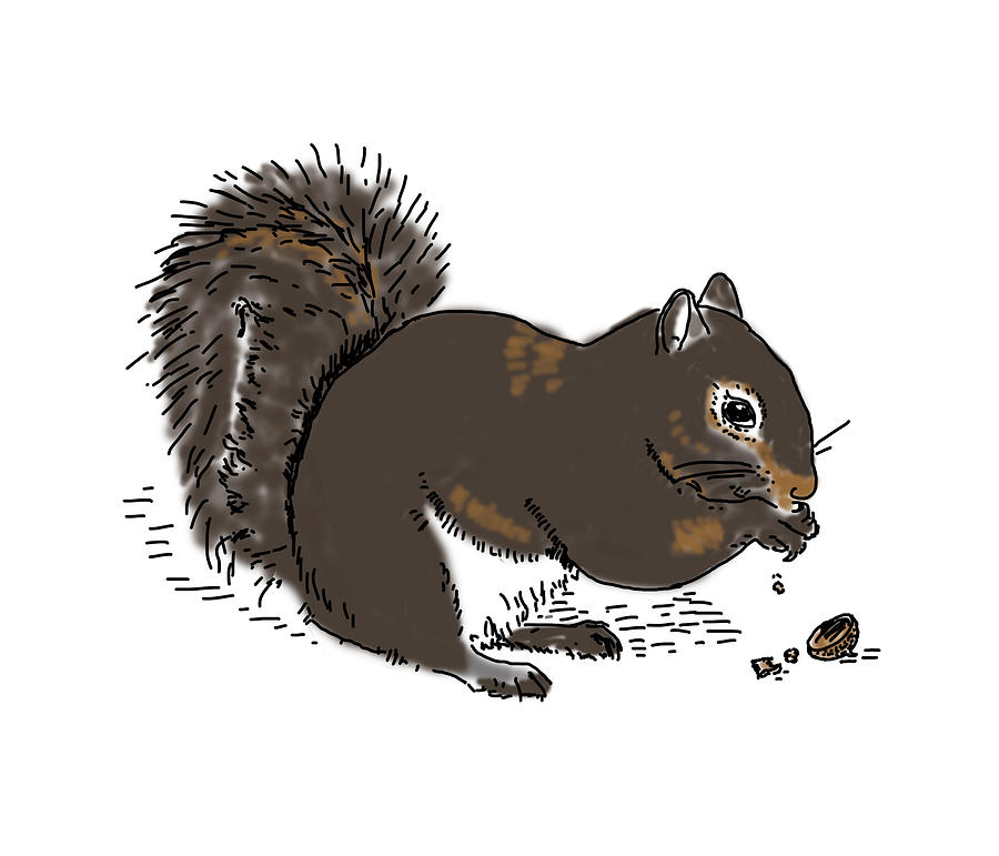Squirrel Eating Drawing by Daniel Reed