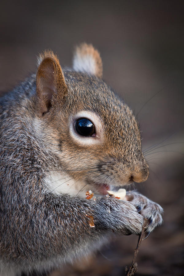 Squirrel Eating Nut Photograph by Andrea & Tim photography