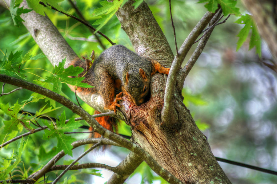 Squirrel Photograph by Ester McGuire