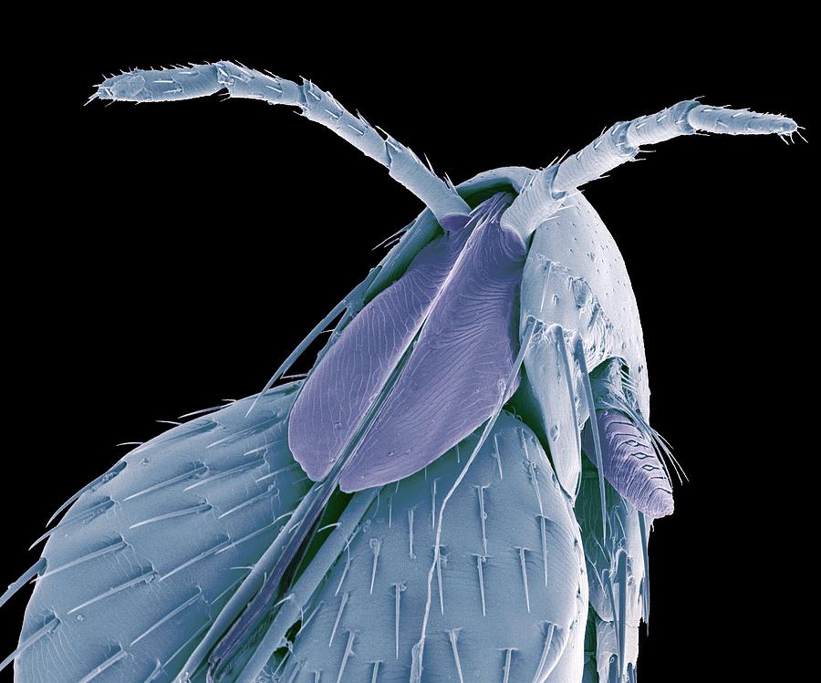 Squirrel Flea, Sem Photograph by Steve Gschmeissner - Fine Art America