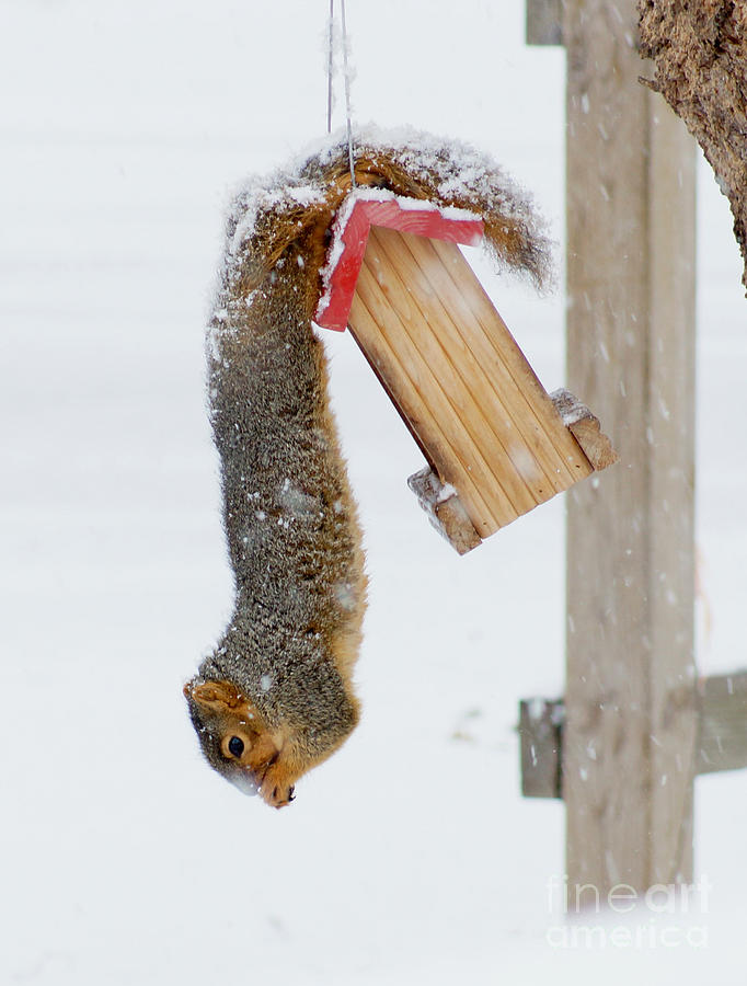 Squirrel hanging upside down in the snow Photograph by Lori Tordsen ...