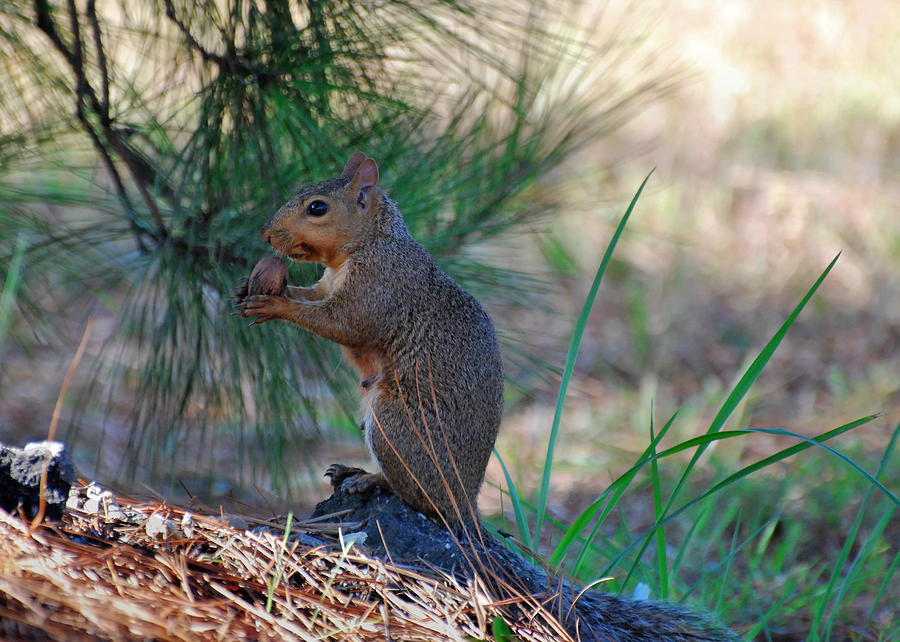 Animal Photograph - Squirrel Holding Pecan - c1505c   by Paul Lyndon Phillips