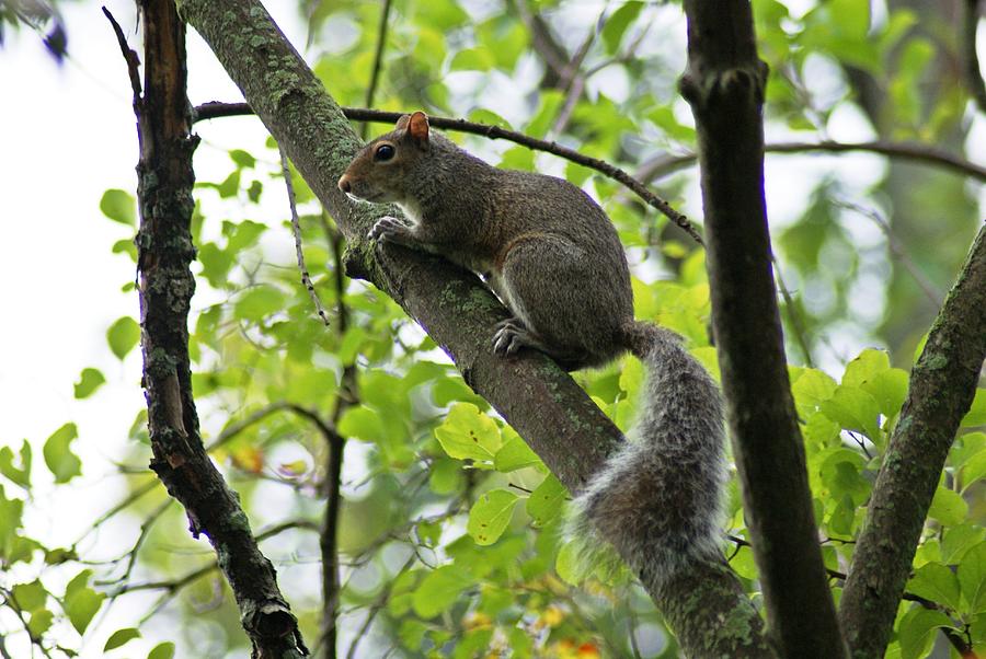 Squirrel I Photograph by Joe Faherty