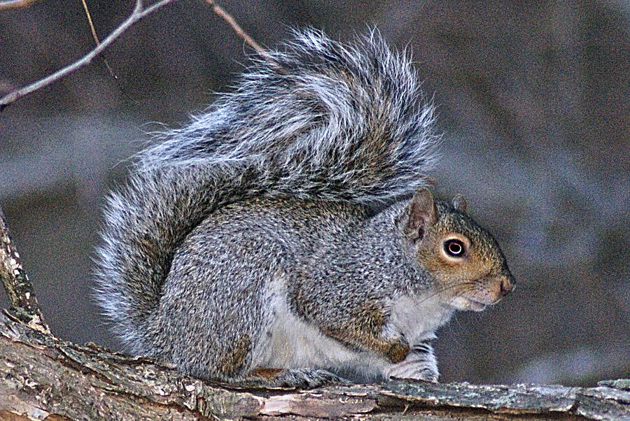 Squirrel II Photograph by Joe Faherty