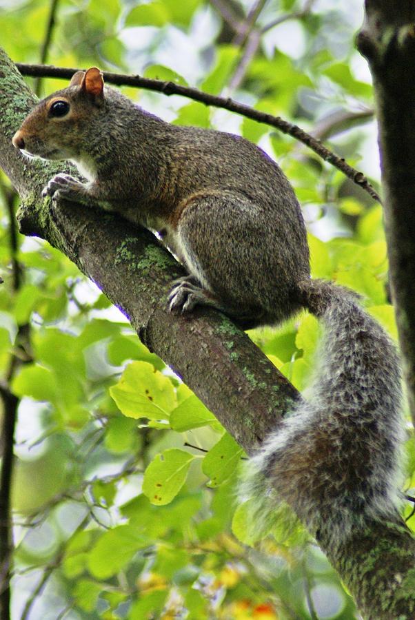 Squirrel III Photograph by Joe Faherty
