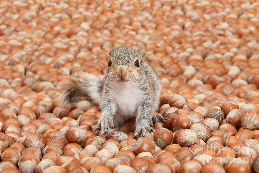 Squirrel In Abundance Of Nuts Photograph by Mark Taylor