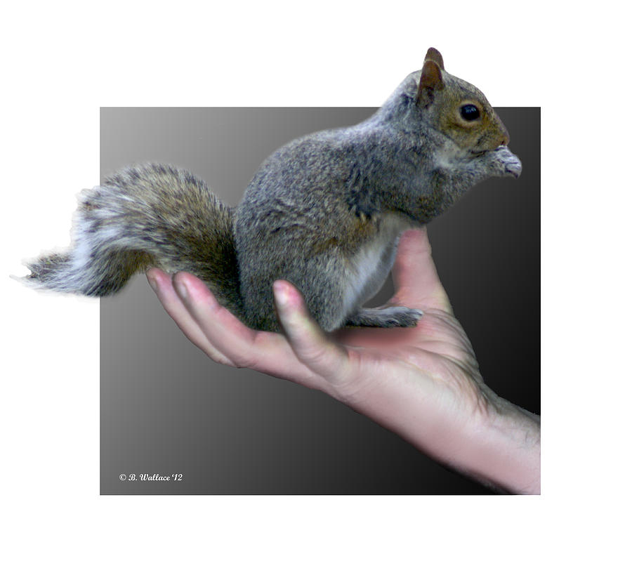 Squirrel in Hand Photograph by Brian Wallace