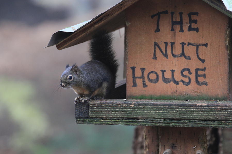 Squirrel in the Nut House Photograph by Sam Amato