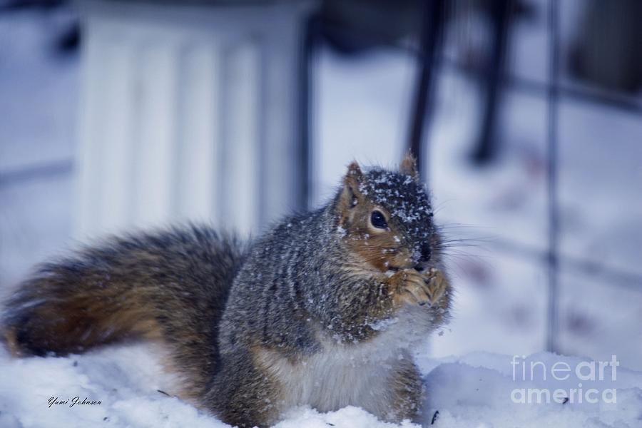 Squirrel in the Snow  Photograph by Yumi Johnson