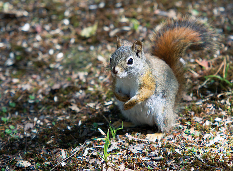 Squirrel Photograph by Josef Pittner