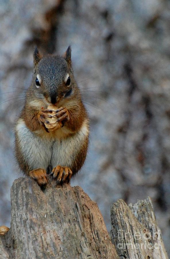 Wildlife Photograph - Squirrel by Marsha Thornton