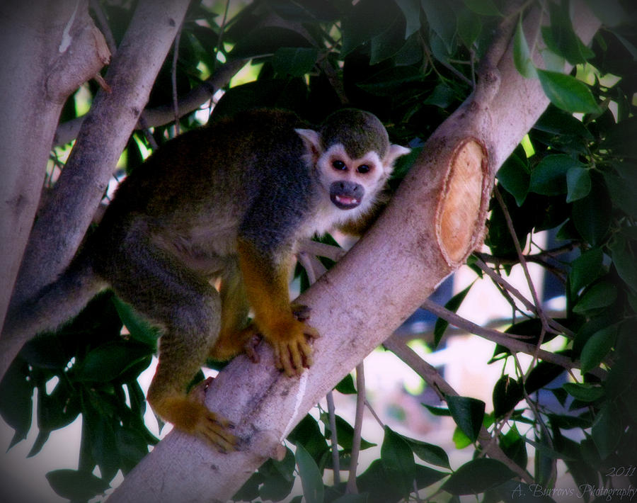 Squirrel Monkey Photograph by Aaron Burrows