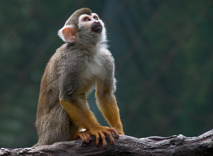 Squirrel Monkey Photograph by Cindy Haggerty