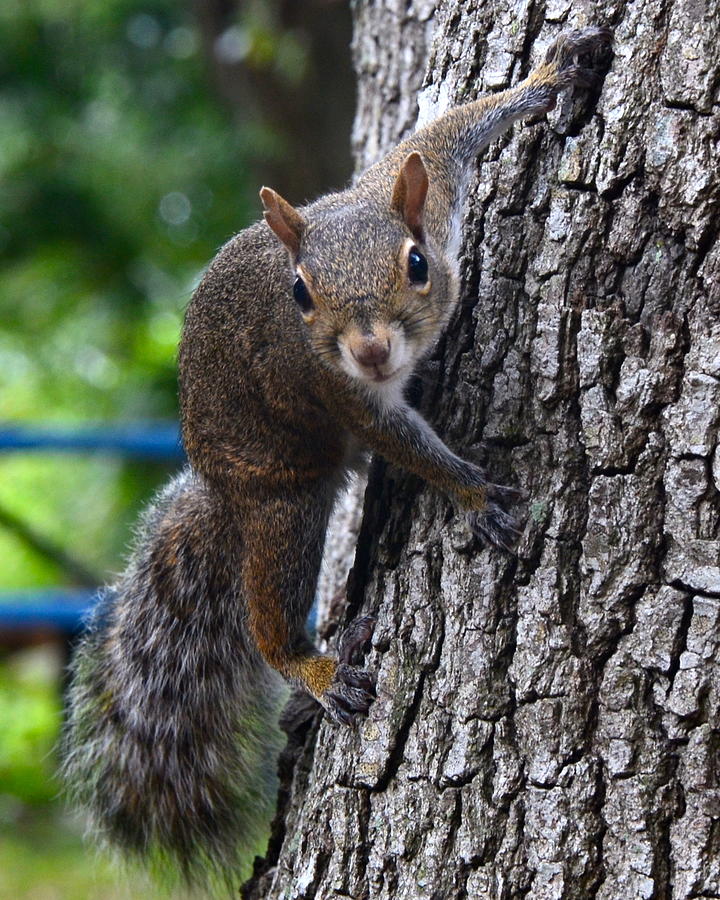 Wildlife Photograph - Squirrel on a tree by AnnaJo Vahle