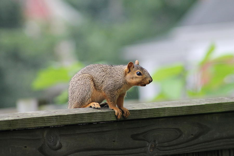 Squirrel on Fence Photograph by Adonis Pointer - Fine Art America