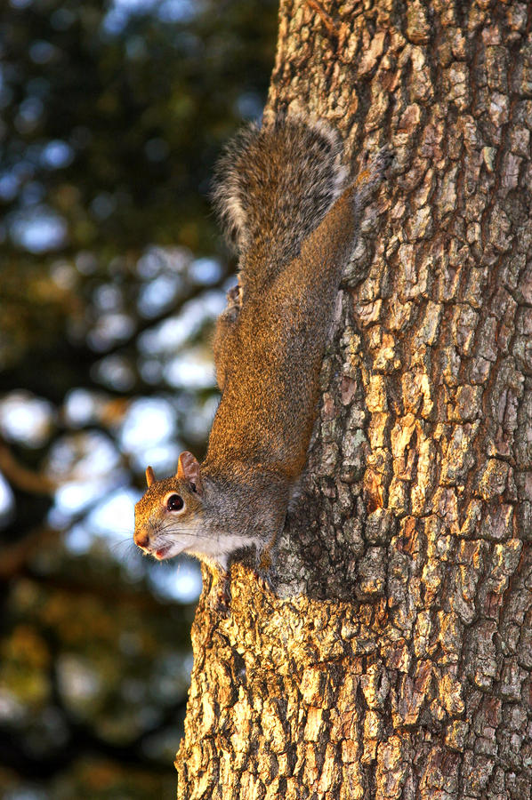 Squirrel On Tree Photograph By Joe Myeress | Fine Art America