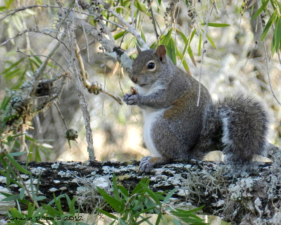 Squirrel Photograph - Squirrel Sitting and Eating by Grace Dillon