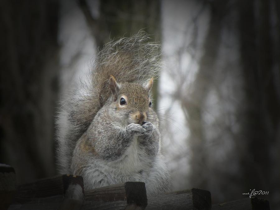 Squirrel Snack Time 2065 Photograph by Maciek Froncisz