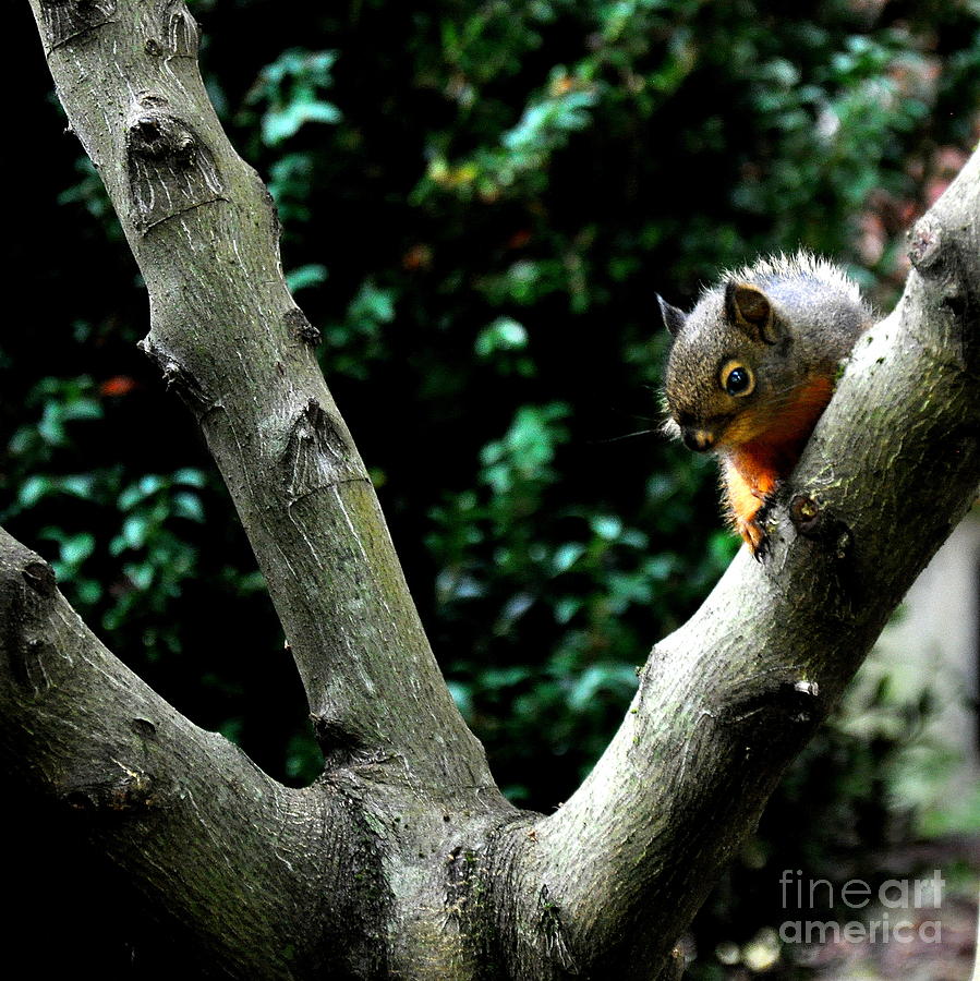 Squirrel Photograph by Tatyana Searcy