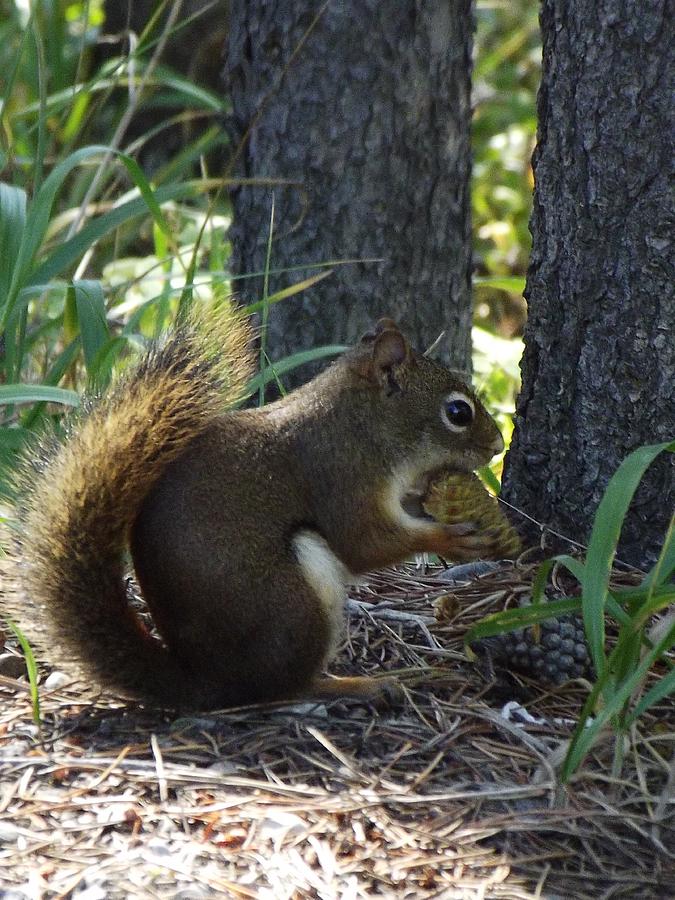 Banff National Park Photograph - Squirrel by Tricia  Mccoo