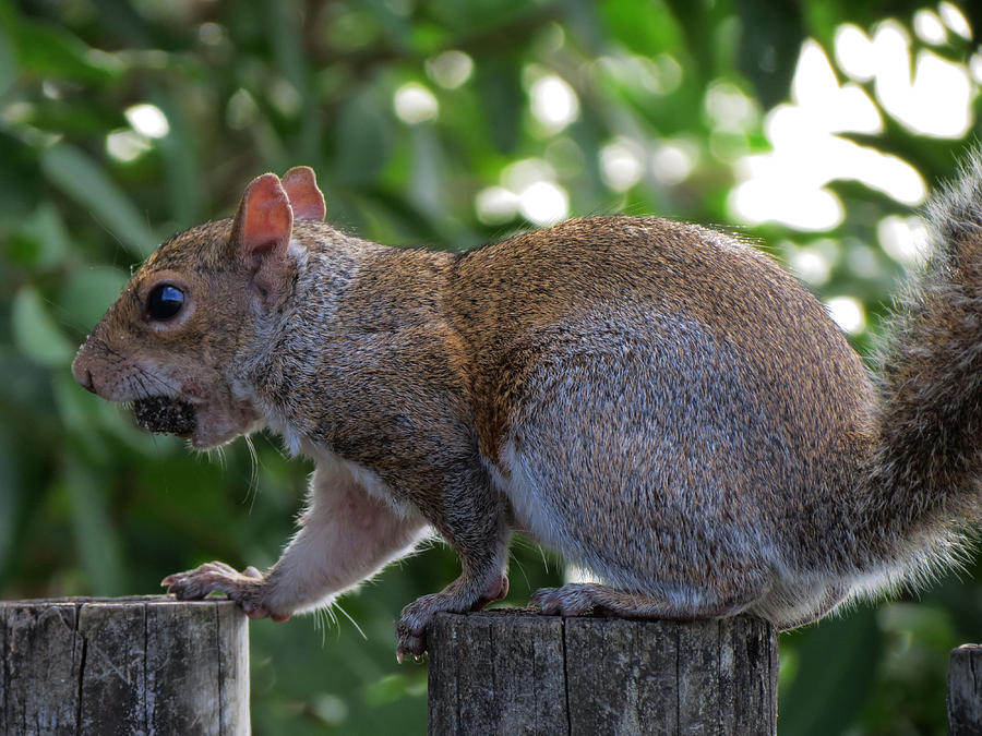 Squirrel Photograph by Vijay Sharon Govender