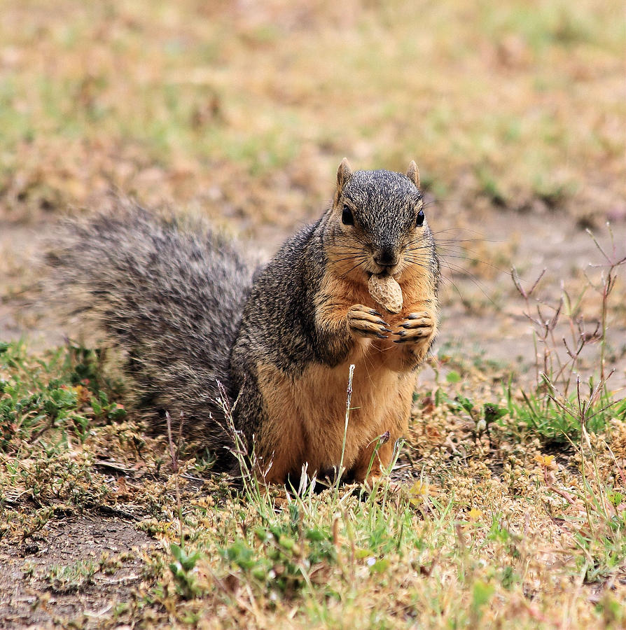 Squirrel With Peanut 1 Photograph by Judith Szantyr | Fine Art America