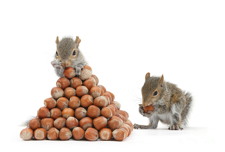 Nature Photograph - Squirrels And Nut Pyramid by Mark Taylor