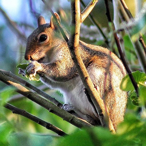 Squirrel Photograph - Squirrels Are Out In Force Today In The by Carl Milner