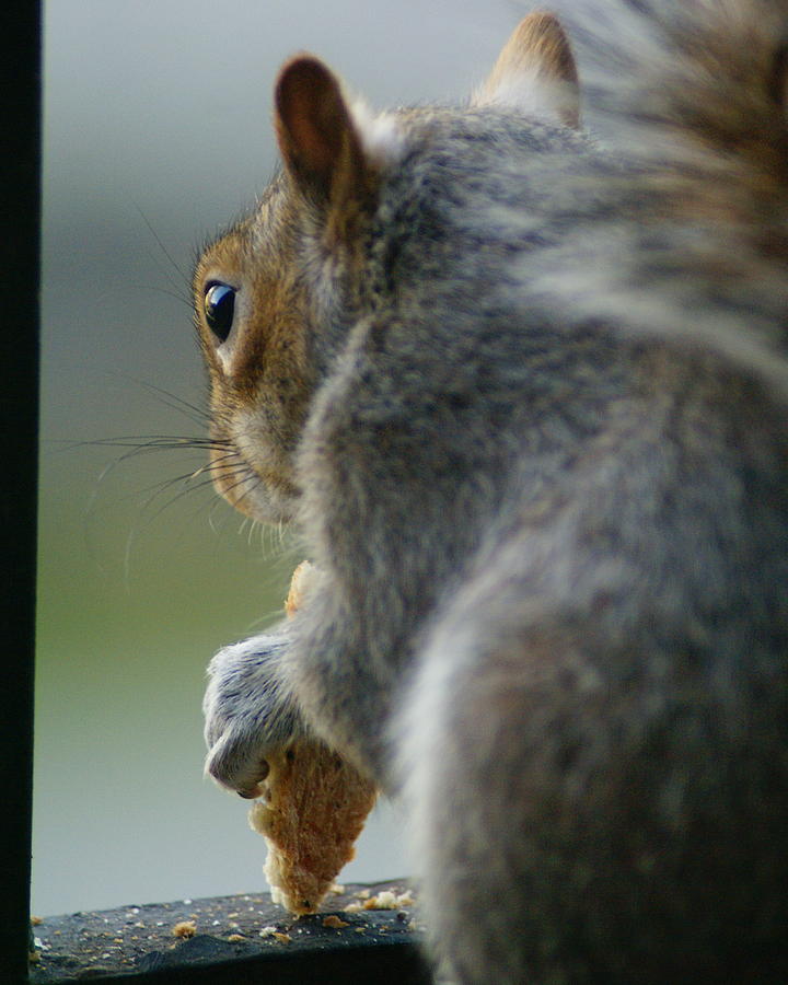 Squirrels Eye View Photograph by Ben Upham III