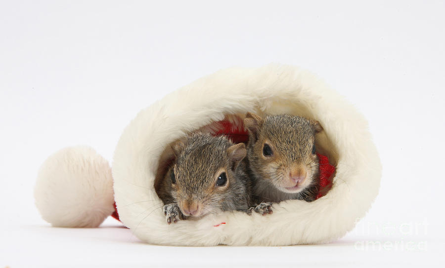 Squirrels In Santa Hat Photograph by Mark Taylor