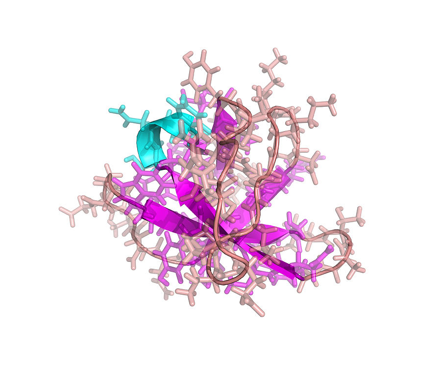 Sh3 Photograph - Src Protein Domain by Laguna Design