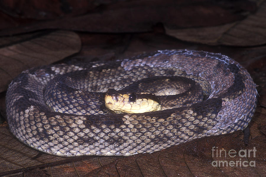 Snake Photograph - St. Lucia Pit Viper by Dante Fenolio