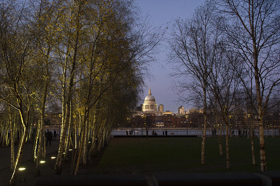 St Pauls with silver birches Photograph by Gary Eason