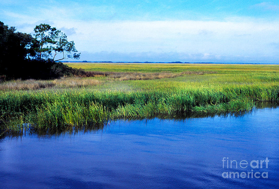 Coastal Prairie Photograph - St Simons Island by Thomas R Fletcher