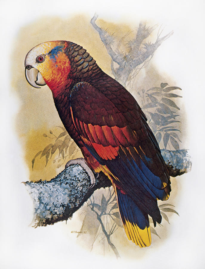 St Vincent Amazon Parrot Photograph by Granger
