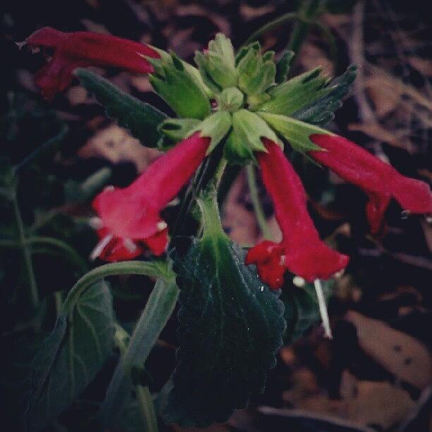 Botanical Photograph - Stachys Coccinea #botanical by Darcey Blue