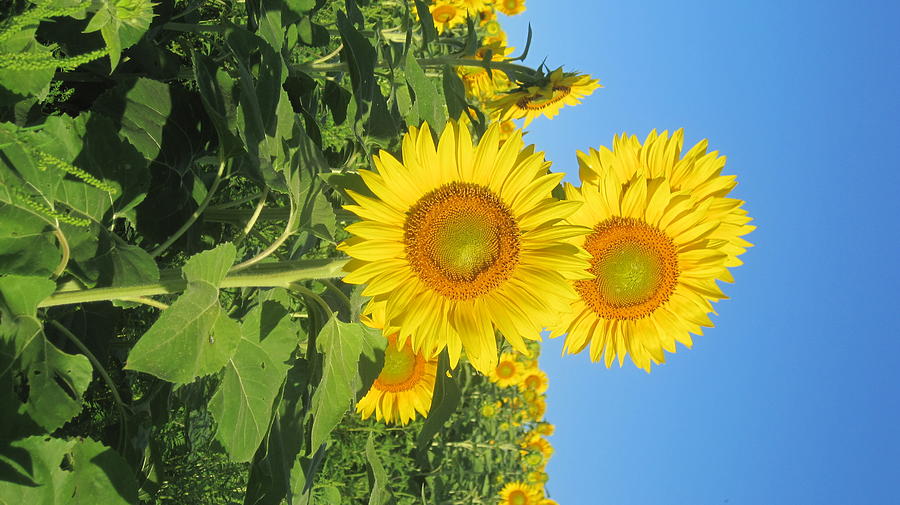 Stack O Sunflowers Photograph by Suzanne DeGeorge