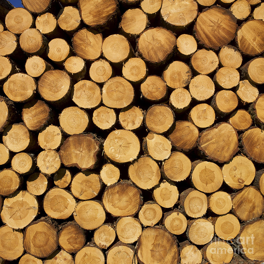 Stack of wood logs. Photograph by Bernard Jaubert - Fine Art America